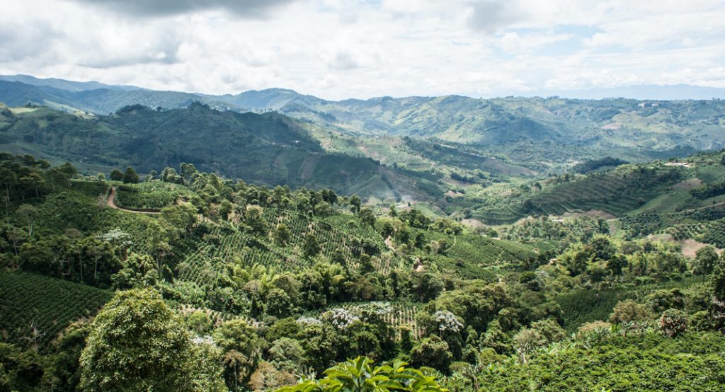 klimawandel in den anbauländern von kaffee