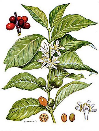 Coffea_arabica_2