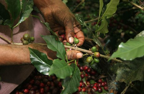 Picking_TU_80_xs_470x3085979d8c821552