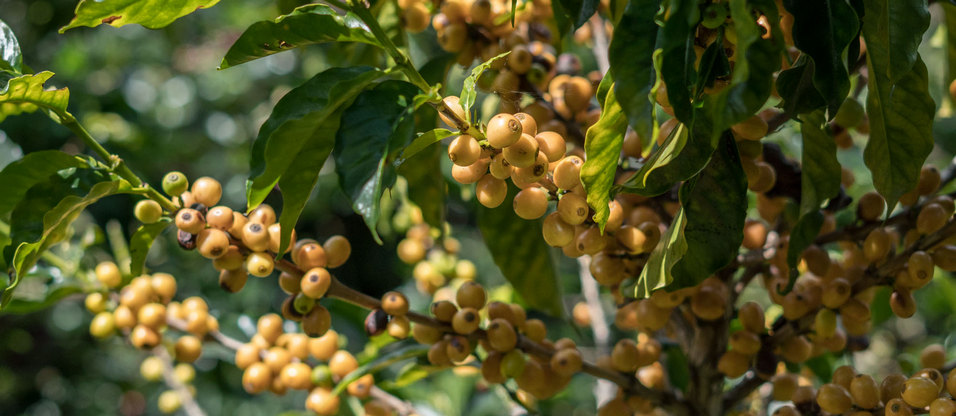 cafeimports-com_dsc01256_956x416