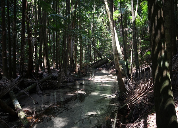 queensland_regenwald